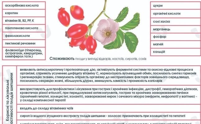 Сапоніни: Корисні Властивості та Застосування у Щоденному Житті