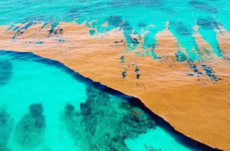 Саргасове море: найцікавіші факти про унікальний океанічний регіон