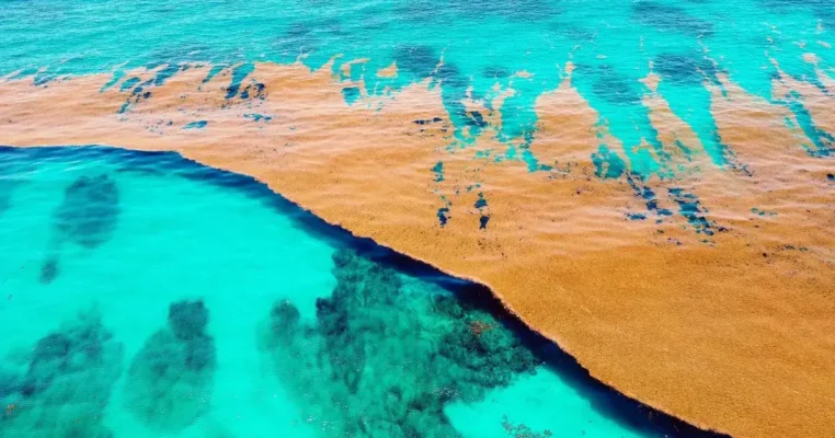 Саргасове море: найцікавіші факти про унікальний океанічний регіон