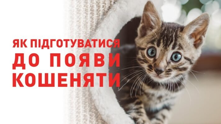 Що потрібно для комфортного життя кота в квартирі: поради для власників