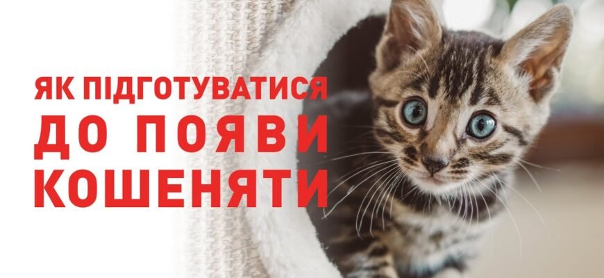 Що потрібно для комфортного життя кота в квартирі: поради для власників