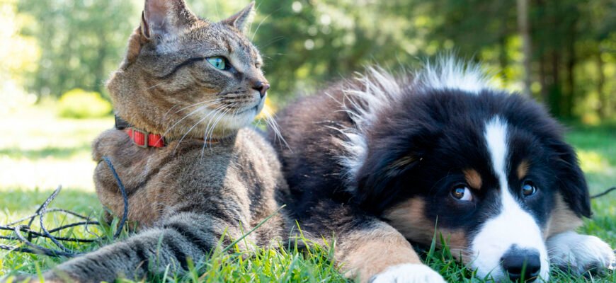Що потрібно знати про догляд та утримання хом’яка в домашніх умовах
