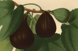 Що вживати для підвищення шансів на вагітність: корисні напої