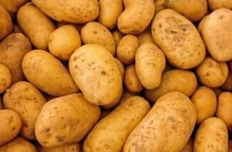 Скільки картоплі висадити на 1 га: оптимальні норми та поради