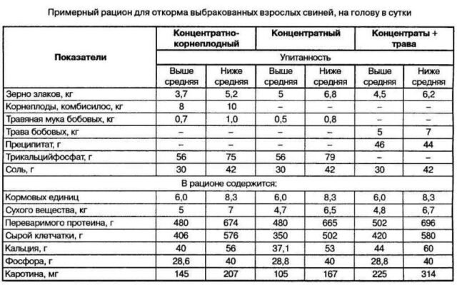 Скільки корму потрібно для ефективного відгодівлі свині: ключові поради