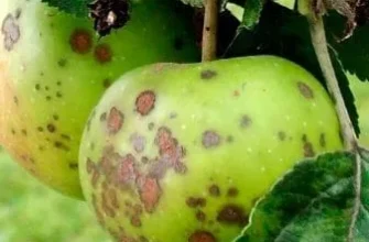 Скільки мідного купоросу потрібно додати в 10 л води: точні пропорції