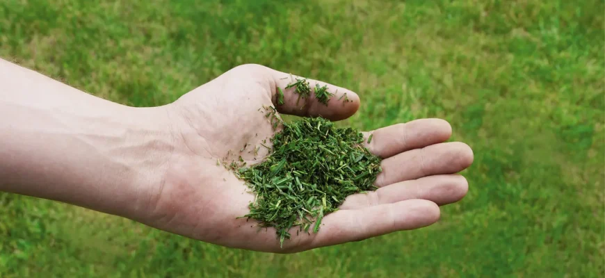 Скільки насіння трави потрібно на 1 сотку: детальний розрахунок