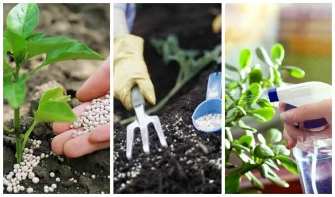 Скільки нітроамофоски потрібно для підживлення 1 сотки земельної ділянки