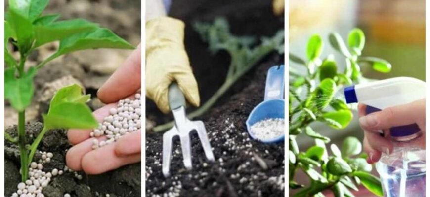 Скільки нітроамофоски потрібно для підживлення 1 сотки земельної ділянки