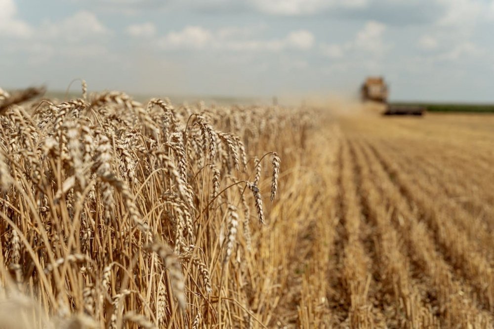 Скільки потрібно пшениці на 10 соток: точний розрахунок 2025 ...