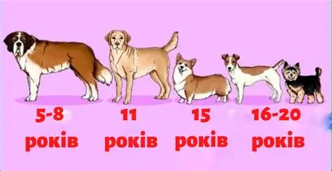 Скільки років може прожити дворняга: факти про тривалість життя собаки