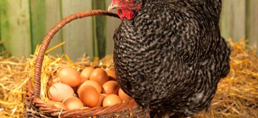 Скільки років можуть продуктивно нестися кури: практичні поради та факти Скільки років можуть продуктивно нестися кури: практичні поради та факти