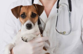 Скільки років навчатися на ветеринара після закінчення 11 класу?