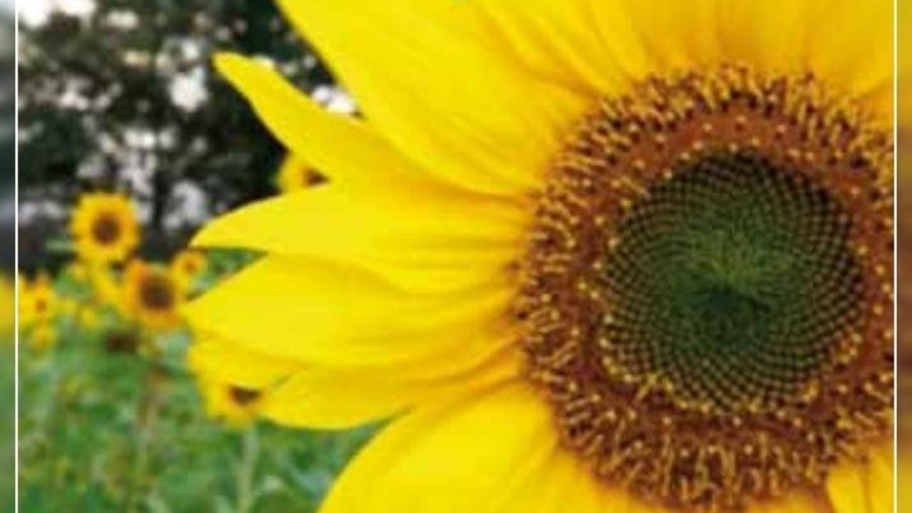 Насіння для конюшини