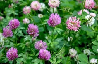 Скільки років потрібно конюшині для досягнення повного росту?