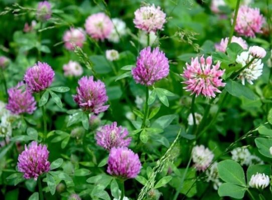 Скільки років потрібно конюшині для досягнення повного росту?