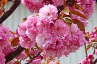 Скільки років потрібно сакурі для повноцінного цвітіння: деталі росту