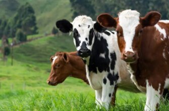 Скільки років живе корова: тривалість життя та фактори впливу