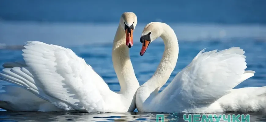 Скільки років живе лебідь: тривалість життя білосніжних птахів