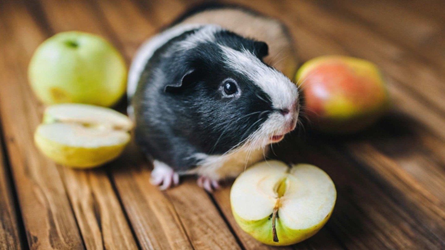 Скільки років живуть морські свинки — досвід власників і поради ...