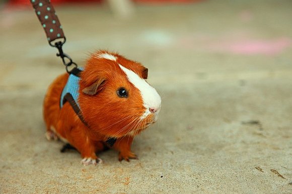 Скільки живуть морські свинки вдома: тривалість життя та поради з ...