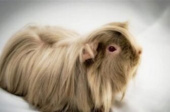 Скільки років живе морська свинка: середня тривалість життя та фактори