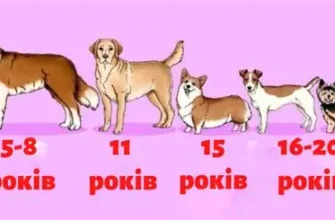 Скільки років живе собака: середня тривалість життя та фактори