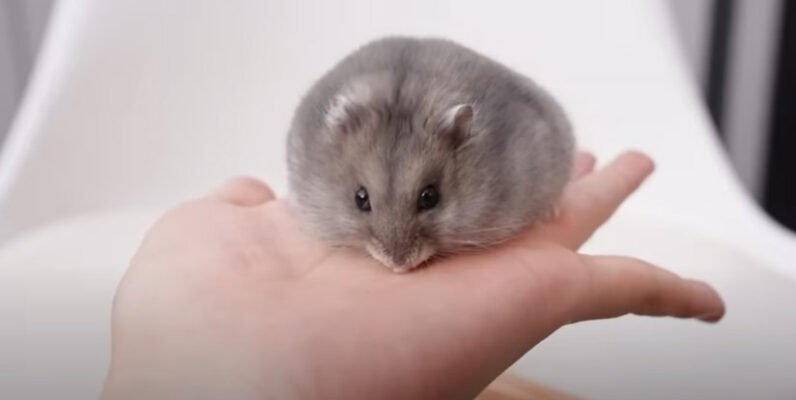 Скільки років живуть хом’яки: середня тривалість життя та фактори