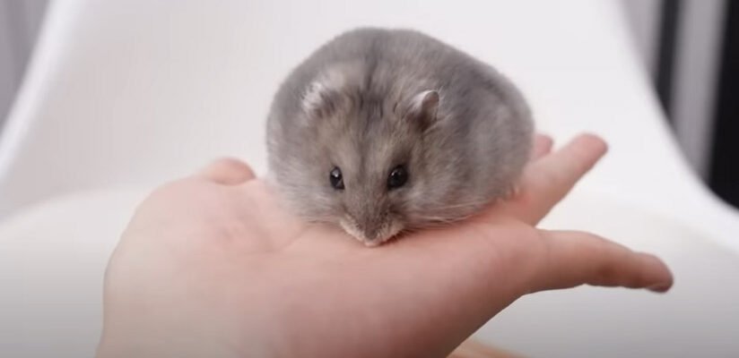 Скільки років живуть хом’яки: середня тривалість життя та фактори