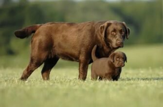 Скільки років живуть лабрадори: середня тривалість життя собак