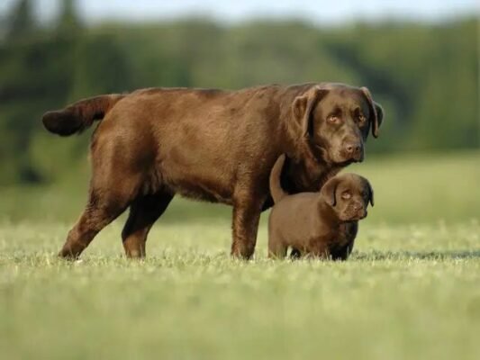 Скільки років живуть лабрадори: середня тривалість життя собак