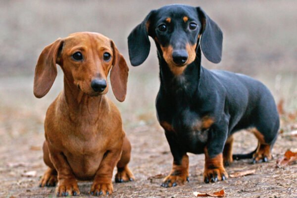 Скільки років живуть такси: тривалість життя та фактори впливу