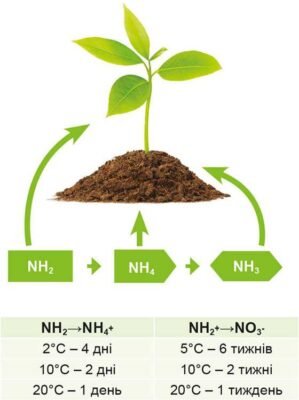 Скільки селітри потрібно на 1 сотку: оптимальна норма внесення добрив Скільки селітри потрібно на 1 сотку: оптимальна норма внесення добрив