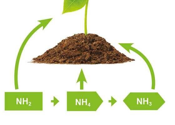 Скільки селітри потрібно на 1 сотку: оптимальна норма внесення добрив