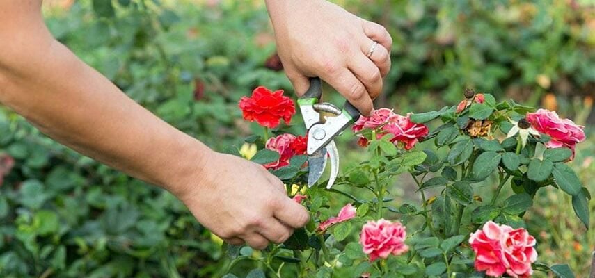Скільки води потрібно трояндам для здорового росту і пишного цвітіння?