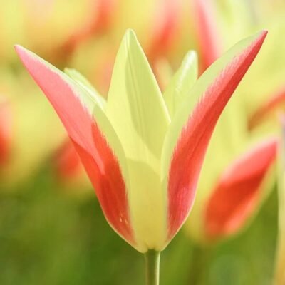 Скільки води потрібно тюльпанам для здорового росту й цвітіння?