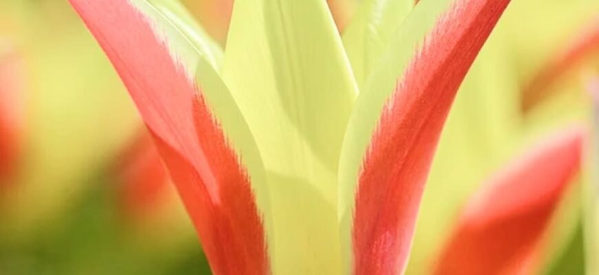 Скільки води потрібно тюльпанам для здорового росту й цвітіння?