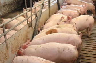 Скільки зерна потрібно для вирощування свині: повний гід для фермерів