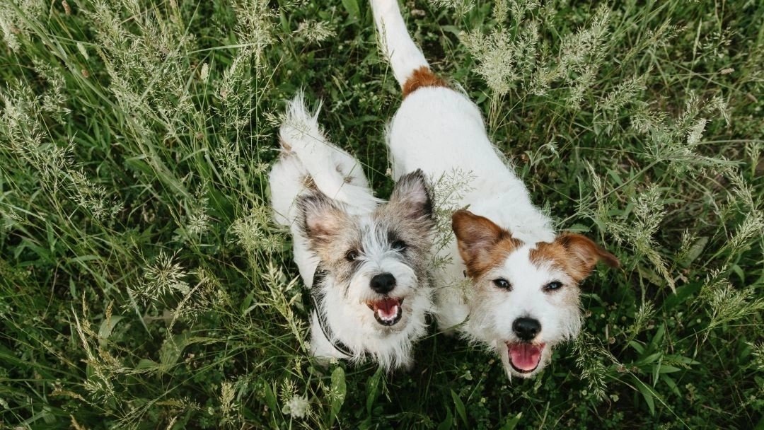 Скільки років живуть собаки - статистика за породами | OBOZ.UA