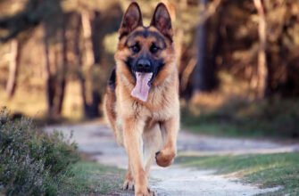 Скільки живуть вівчарки: середня тривалість життя німецької породи