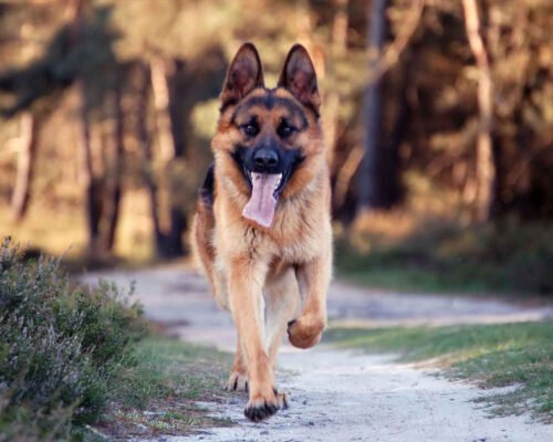 Скільки живуть вівчарки: середня тривалість життя німецької породи