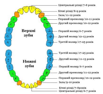 Скільки зубів має дитина 9 років: детальний огляд та рекомендації
