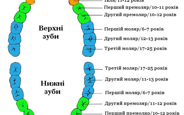Скільки зубів має дитина 9 років: детальний огляд та рекомендації