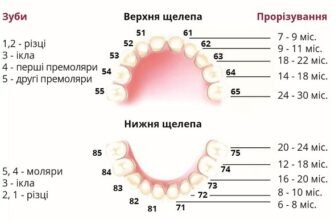 Скільки зубів має дитина у віці 1-2 років: відповіді та поради