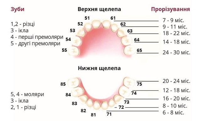 Скільки зубів має дитина у віці 1-2 років: відповіді та поради