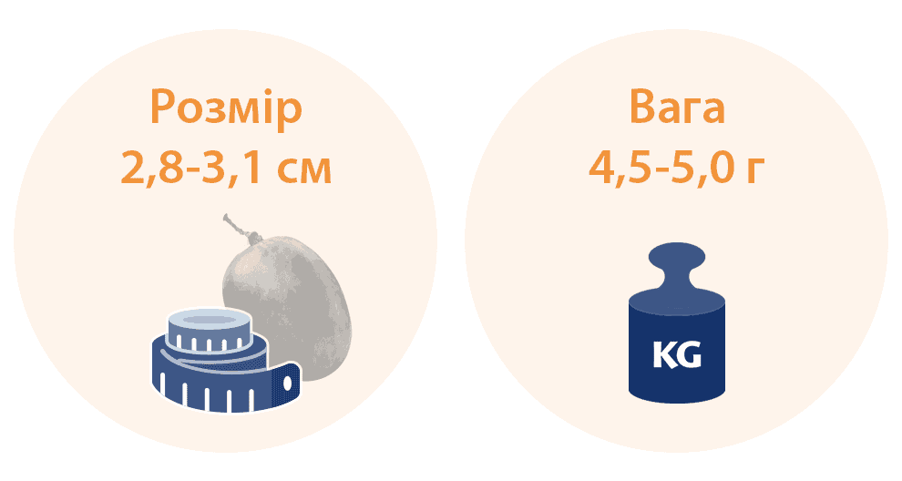 Календар Вагітності по Тижням Розрахувати Термін Вагітності - ISIDA