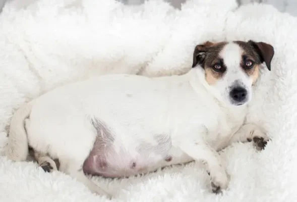 Термін вагітності собак: Як дізнатися і чого очікувати власникам