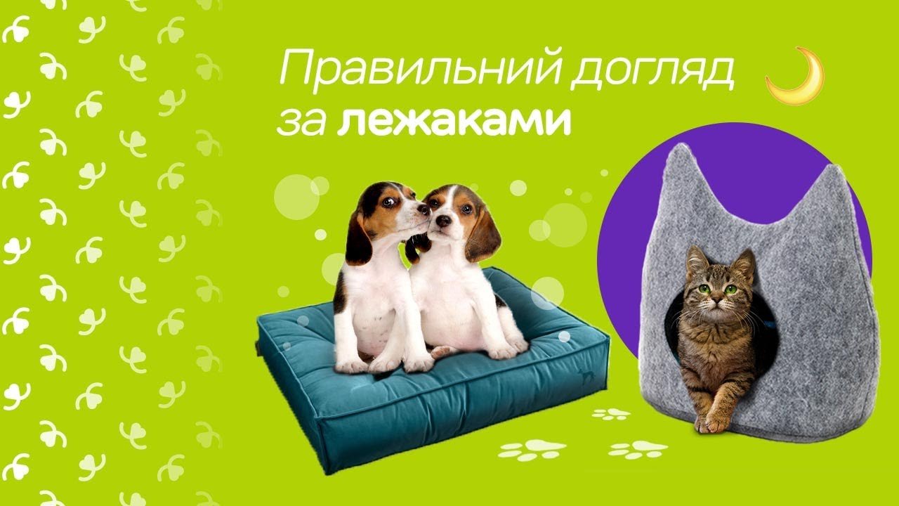 Небажана вагітність у собаки. Що робити? | Zoohub