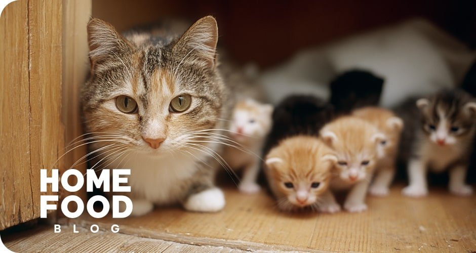 Скільки триває вагітність у кішок? | HOME FOOD
