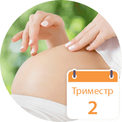 Термін вагітності від зачаття: відлік тижнів і важливі етапи Термін вагітності від зачаття: відлік тижнів і важливі етапи